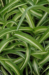 Variegated Spider Plant (Chlorophytum comosum 'Variegatum') at Lakeshore Garden Centres
