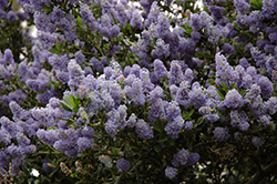 Victoria California Lilac (Ceanothus thyrsiflorus 'Victoria') at A Very Successful Garden Center