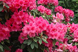 Anna Rose Whitney Rhododendron (Rhododendron 'Anna Rose Whitney') at Lakeshore Garden Centres