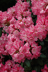 Morgenrot Rhododendron (Rhododendron 'Morgenrot') at Stonegate Gardens