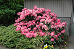 Morgenrot Rhododendron (Rhododendron 'Morgenrot') at Stonegate Gardens