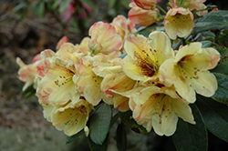 Bonnie Babe Rhododendron (Rhododendron 'Bonnie Babe') at Stonegate Gardens