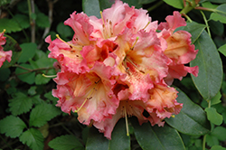 Earl Murray's Sister Rhododendron (Rhododendron 'Earl Murray's Sister') at Lakeshore Garden Centres