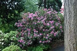 Marchioness Of Lansdowne Rhododendron (Rhododendron 'Marchioness Of Lansdowne') at A Very Successful Garden Center