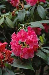 Corona Rhododendron (Rhododendron 'Corona') at A Very Successful Garden Center