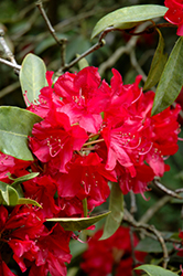 Doncaster Rhododendron (Rhododendron 'Doncaster') at Lakeshore Garden Centres