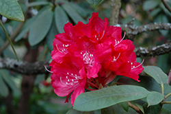 Princess Elizabeth Rhododendron (Rhododendron 'Princess Elizabeth') at Stonegate Gardens