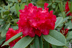 Britannia Rhododendron (Rhododendron 'Britannia') at Stonegate Gardens