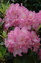 Brookville Rhododendron (Rhododendron 'Brookville') at A Very Successful Garden Center