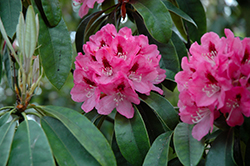 Lady Eleanor Cathcart Rhododendron (Rhododendron 'Lady Eleanor Cathcart') at A Very Successful Garden Center