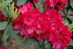 Trilby Rhododendron (Rhododendron 'Trilby') at Stonegate Gardens