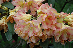 Holy Moses Rhododendron (Rhododendron 'Holy Moses') at Stonegate Gardens