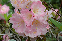 Daisy Mae Rhododendron (Rhododendron 'Daisy Mae') at A Very Successful Garden Center