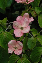 Stellar Pink Flowering Dogwood (Cornus 'Stellar Pink') at Lakeshore Garden Centres
