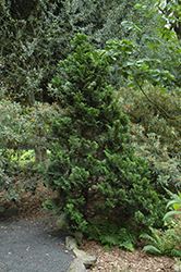 Nana Dwarf Hinoki Falsecypress (Chamaecyparis obtusa 'Nana') at A Very Successful Garden Center