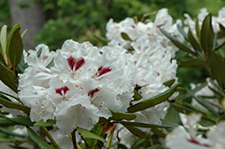 Tiana Rhododendron (Rhododendron 'Tiana') at A Very Successful Garden Center