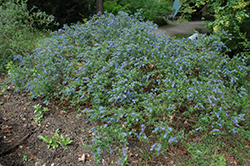 Cynthia Postan California Lilac (Ceanothus 'Cynthia Postan') at A Very Successful Garden Center