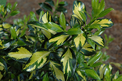 Pinto English Holly (Ilex aquifolium 'Pinto') at Lakeshore Garden Centres