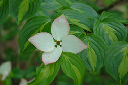 Gold Cup Chinese Dogwood (Cornus kousa 'Gold Cup') at A Very Successful Garden Center