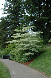 Variegated Giant Dogwood (Cornus controversa 'Variegata') at Stonegate Gardens