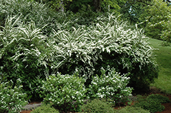 Snowmound Spirea (Spiraea nipponica 'Snowmound') at A Very Successful Garden Center