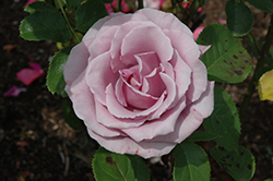 Blue Nile Rose (Rosa 'Blue Nile') at Stonegate Gardens