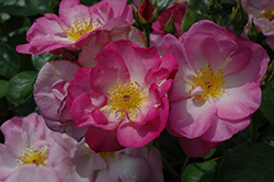 Escapade Rose (Rosa 'HARpade') at A Very Successful Garden Center
