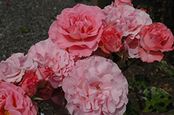 Pleasure Rose (Rosa 'JACpif') at A Very Successful Garden Center