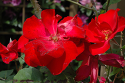 Altissimo Rose (Rosa 'Altissimo') at Stonegate Gardens