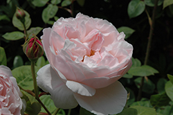 St. Cecilia Rose (Rosa 'Ausmit') at A Very Successful Garden Center