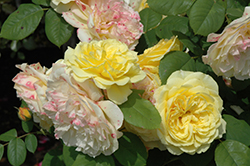 Symphony Rose (Rosa 'Auslett') at A Very Successful Garden Center