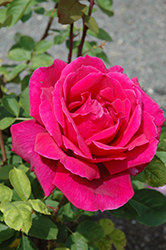 Chrysler Imperial Rose (Rosa 'Chrysler Imperial') at A Very Successful Garden Center
