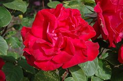 Proud Land Rose (Rosa 'Proud Land') at Lakeshore Garden Centres