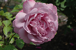 Heirloom Rose (Rosa 'Heirloom') at A Very Successful Garden Center