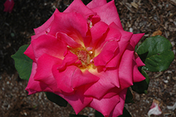 Wini Edmunds Rose (Rosa 'Wini Edmunds') at A Very Successful Garden Center