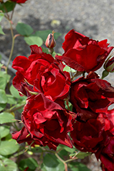 Redcap Rose (Rosa 'Redcap') at Stonegate Gardens