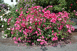 Vanity Rose (Rosa 'Vanity') at A Very Successful Garden Center