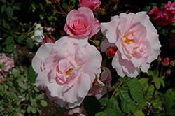 Nymphenburg Rose (Rosa 'Nymphenburg') at A Very Successful Garden Center