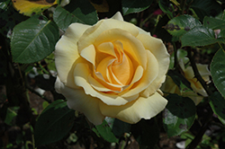 Gift Of Life Rose (Rosa 'Gift Of Life') at Lakeshore Garden Centres