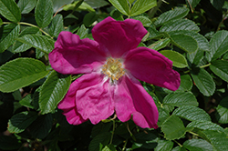 Wild Berry Breeze Rose (Rosa 'JACrulav') at Lakeshore Garden Centres