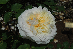 English Garden Rose (Rosa 'Ausbuff') at A Very Successful Garden Center
