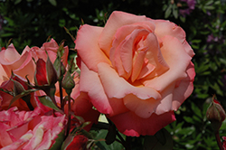 Christopher Columbus Rose (Rosa 'Meironsse') at A Very Successful Garden Center