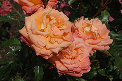 New Year Rose (Rosa 'MACnewye') at Lakeshore Garden Centres