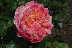 Pure Poetry Rose (Rosa 'JACment') at Lakeshore Garden Centres