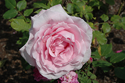 Sweet Surrender Rose (Rosa 'Sweet Surrender') at Stonegate Gardens