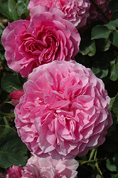 Ipsilante Rose (Rosa 'Ipsilante') at A Very Successful Garden Center