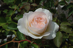 Perdita Rose (Rosa 'Ausperd') at A Very Successful Garden Center