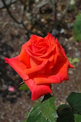Prominent Rose (Rosa 'Prominent') at A Very Successful Garden Center