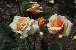 Brandy Rose (Rosa 'Brandy') at A Very Successful Garden Center