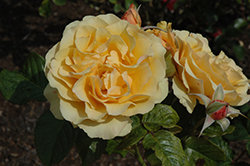 Amber Queen Rose (Rosa 'Amber Queen') at Stonegate Gardens